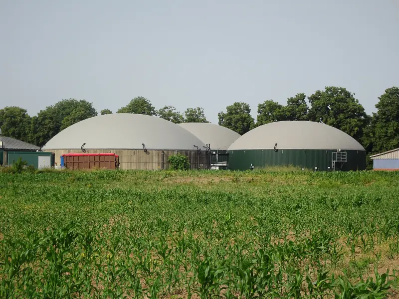 Anaerobic digestion domes at a biogas plant beyond a field of maize.