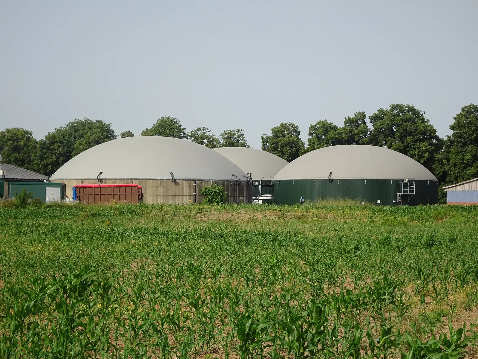 A bioenergy site: digester domes beyond a field of maize.